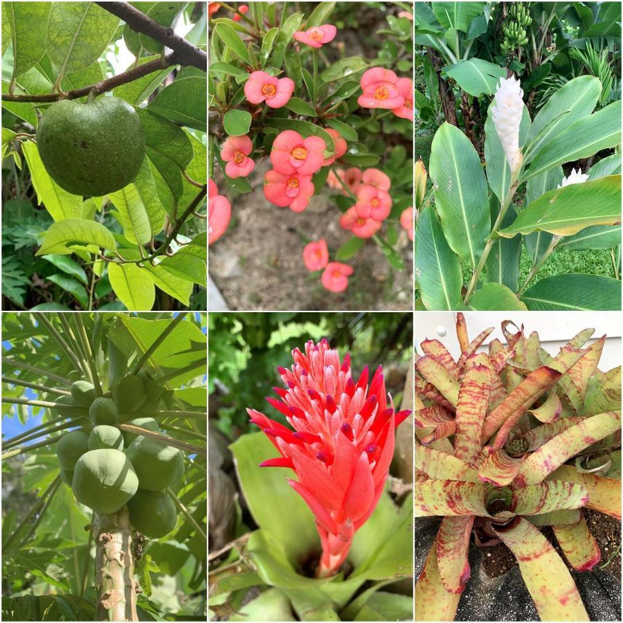 Bella Casa Villa Đảo Đảo Rarotonga Ngoại thất bức ảnh